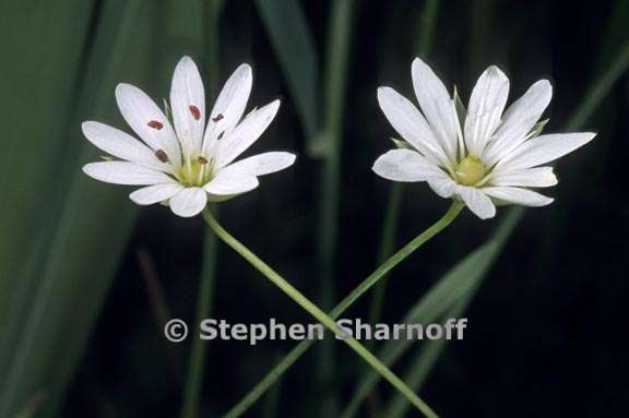 stellaria longipes ssp longipes 2 graphic